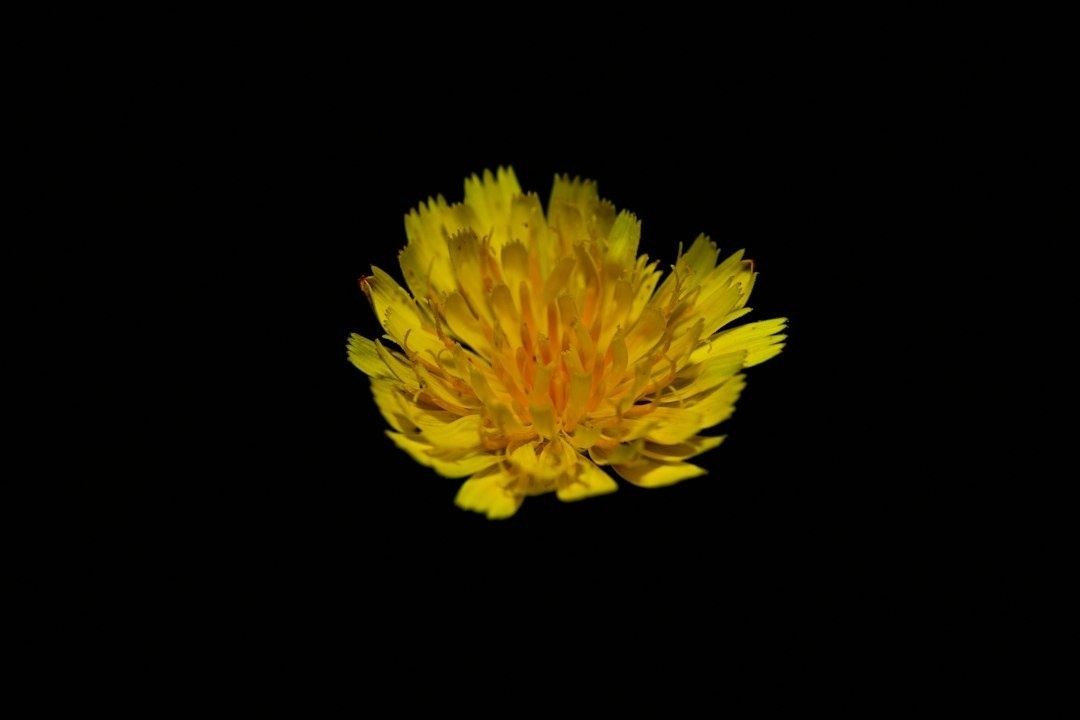 Gelbe Blüte als einzelnes Motiv vor ausgedehntem schwarzem Leerraum